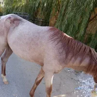 اسب ترکمن شجره دار دم گیر پرخون|اسب و تجهیزات اسب‌سواری|همایجان, |دیوار