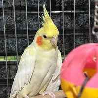 عروس هلندی و مرغ عشق با تخفیف‌ ویژه