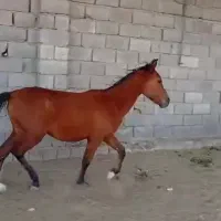 اسب دره شور