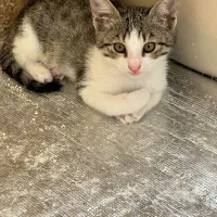 واگذاری بچه گربه