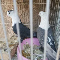 کبوتر پرش جفتگاهی