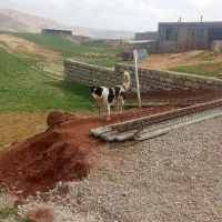 سگ جوان|سگ|سوری, |دیوار