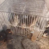 بلدرچین  سی پنج روزه