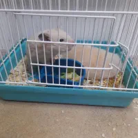 یکجفت همستر