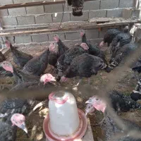 بوقلمون نرو ماده|حیوانات مزرعه|کوهسار (البرز), |دیوار