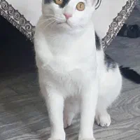واگذاری گربهdshرایگان