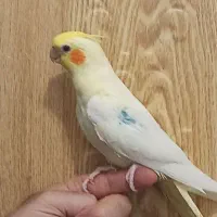 پرنده دستی نر آماده آماده|پرنده|مراغه, |دیوار