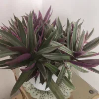 زیپیلین رنگی شاداب