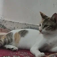 گربه رایگان|گربه|بندرعباس, |دیوار