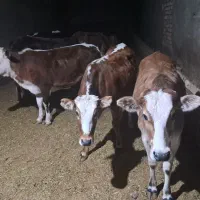 گوساله چاق سرکدار