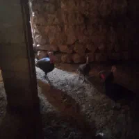 تعدادی بوقلمون فروشی نر2تمن ماده یکو سیصد