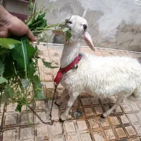 بره نر خانگی آرام و بیصدا