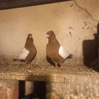 سینه سرخ جفت|پرنده|عجب شیر, |دیوار