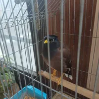 مرغ مینا سخنگو