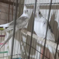 عروس هلندی آلبینو دوکت مولد در سلماس