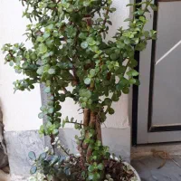 گلهای اپارتمانی با قیمت مناسب|گل و گیاه طبیعی|آشخانه, |دیوار