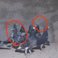 پرنده