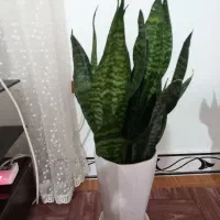 گل.|گل و گیاه طبیعی|ماسال, |دیوار