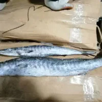 فروش انواع ماهی و میگو منجمد دریایی|خوردنی و آشامیدنی|دزفول, |دیوار