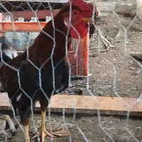 خروس لاری معاوضه با عروس هلندی