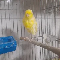 فروش تعدادی قناری|پرنده|فولادشهر, مسکن مهر فولادشهر|دیوار