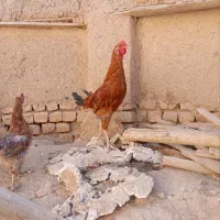 خروس لاری|پرنده|شراء, |دیوار