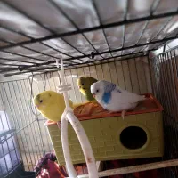 مرغ عشق|پرنده|ایرانشهر, |دیوار