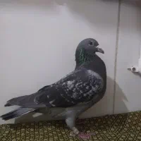 کبوتر پلاکی اردن چشم سلیور