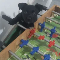 توله ۳ ماهه اشپامر پاکوتاه نر