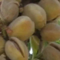 فروش باغ بادام۱۰۰۰۰ متر|فروش زمین و ملک کلنگی|انزل, |دیوار