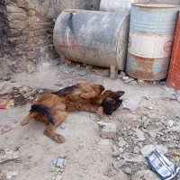 سگ ژرمن شولاین موبلند|سگ|کرمان, |دیوار