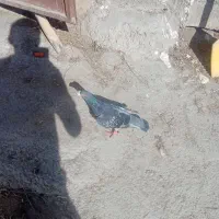 کبوتر|پرنده|اهر, |دیوار