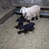 بزغاله دو عدد