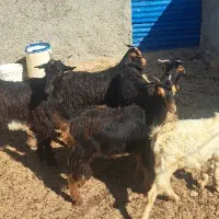 پنج عدد کهره