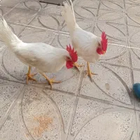 خروس