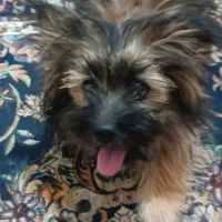 سگ اشپیتز پامر