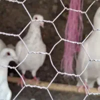 کبوتر سارو ابلغ