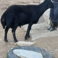 قوچ زیبا روت دو ساله