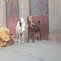 بز پاکستانی بهترین