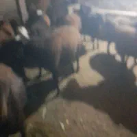 بره نر|حیوانات مزرعه|تهران, بهارستان|دیوار