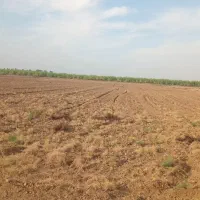 زمین یک هکتارنیم هست واسه باغ انار|اجارهٔ دفتر صنعتی، کشاورزی، تجاری|گنبد کاووس, |دیوار