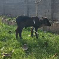 گاو گوساله نر