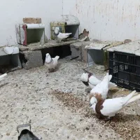 کبوتر