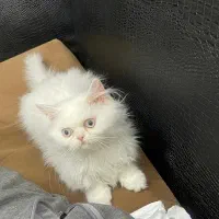 واگذاری فوری گربه|گربه|ماهان, |دیوار