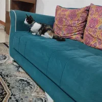 واگذاری گربه