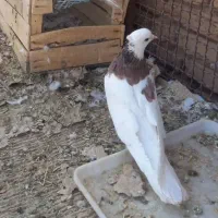 کبوتر طوقی|پرنده|بن, |دیوار