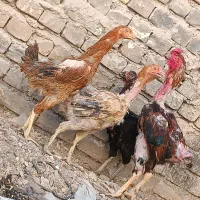 مرغ وخروس