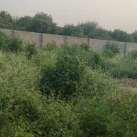 واگذاری زمین ۱۰۰۰ متری جهت کاشت سبزی