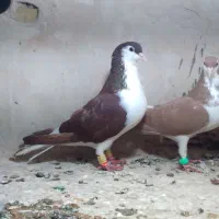 کفتر ساده زرد و سرخ