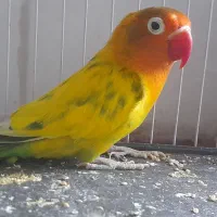 فروشی طوطی برزیلی